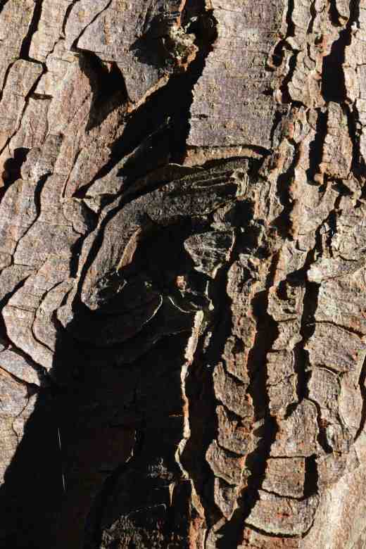 The distinctive bark of aesculus (horse chestnut)