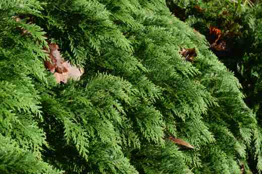 The perfectly grromed foliage of a conifer - not sure which!