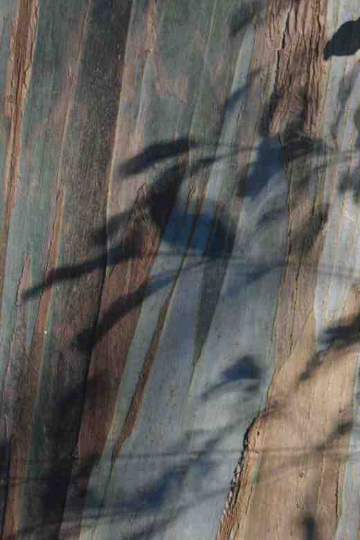Piitosporum shadows on eucalyptus back