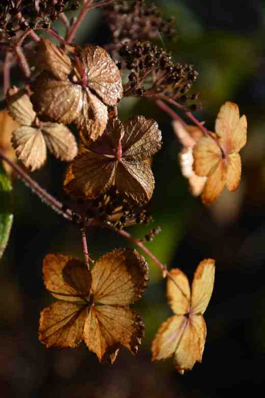 The dead flowers of a hydrangea (possibly H, aspera)
