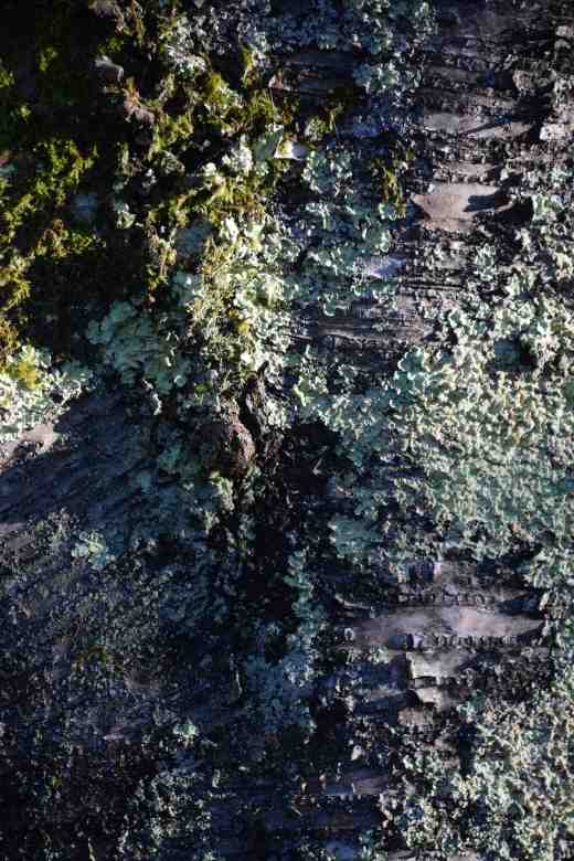 Lichens encrusting apple bark