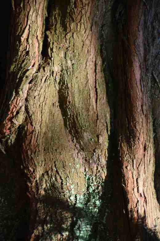 The furrowed back of taxodium