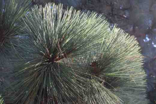 Pinus montezuma in sparkling form