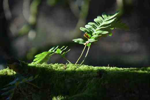Polypodium and moss on magnolia trunk