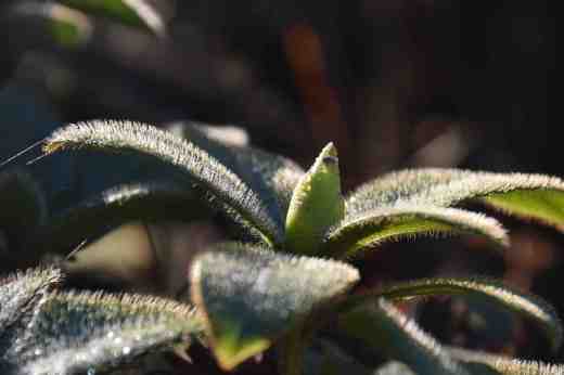 Hairy leaves and hard buds of a rhododendron