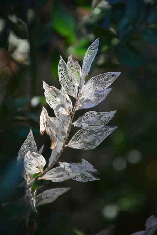 I almost like ruscus best when the stems are dead and skeltonised