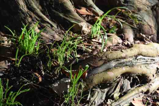 Alliums sprouting up through the sinuous taxus (yew) roots