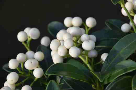 skimmia fructo albo