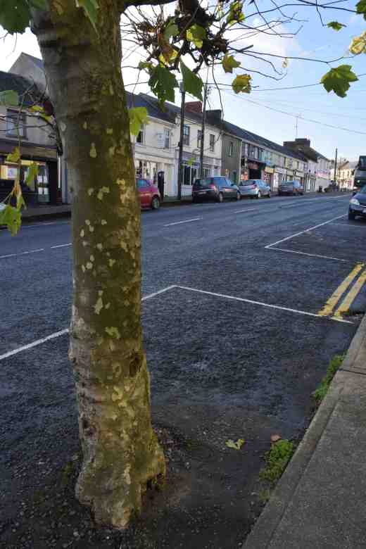 In Ireland a street tree is what it says - planted in the street! I am amazed at the number of trees actually planted in the road - sounds dangerous but I suppose it is safer for pedestrians!