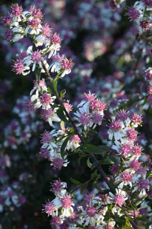 symphyotrichum lady in black