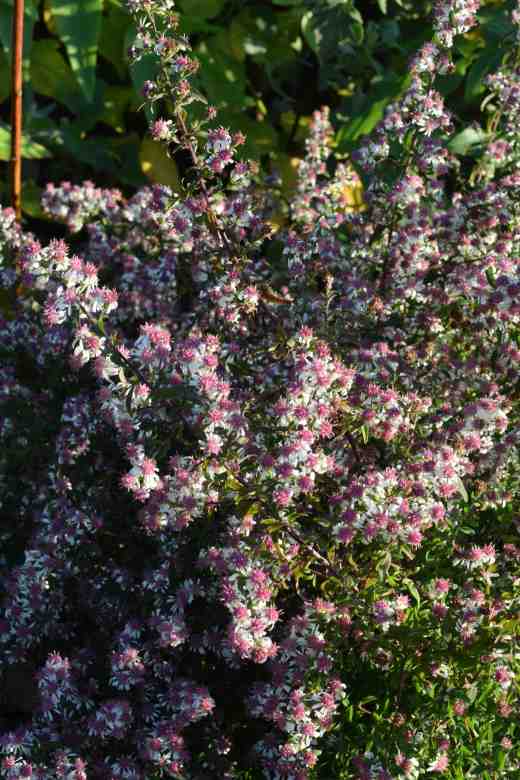 symphyotrichum lady in black2