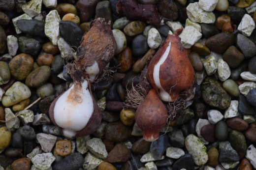 tulip bulbs3