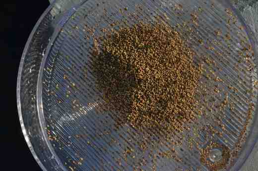 alfalfa seeds