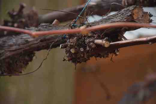 grape pruning
