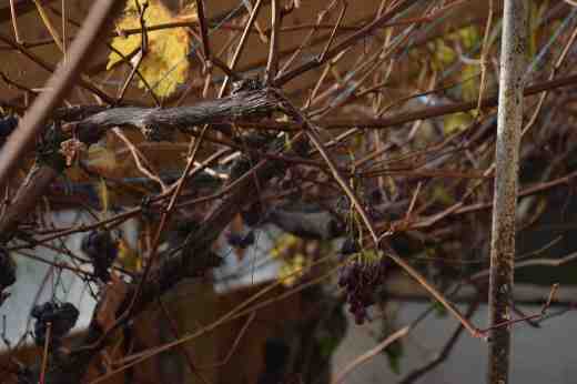 grape pruning2