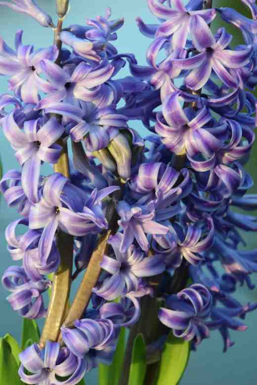 hyacinth blue2