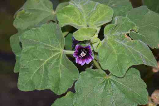 lavatera maritima2