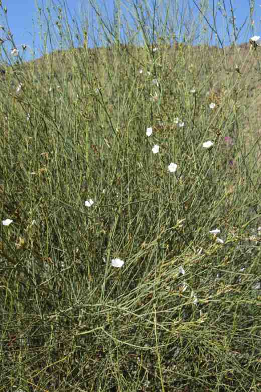 convolvulus scoparius