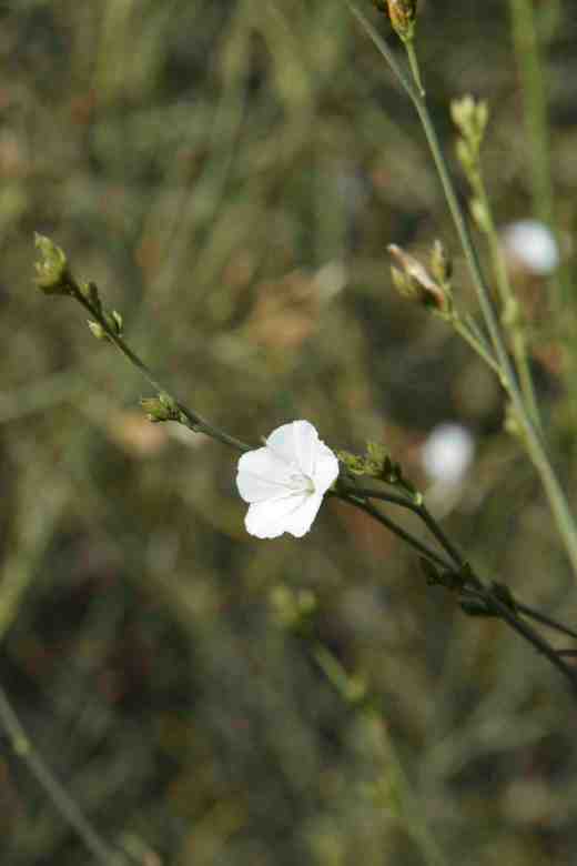 convolvulus scoparius2