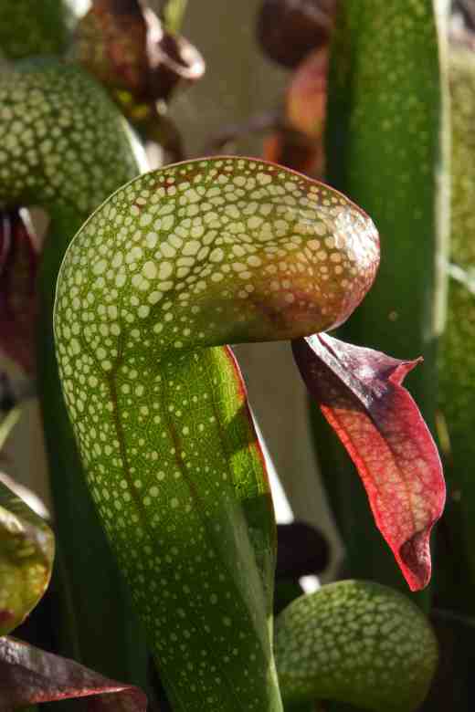 darlingtonia 2