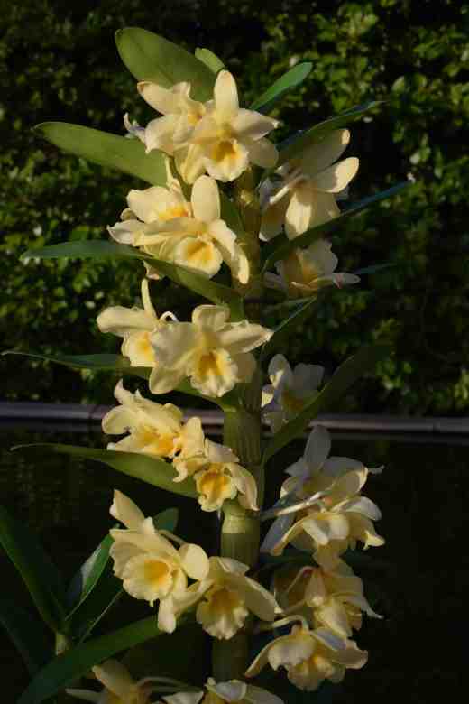 dendrobium yellow3