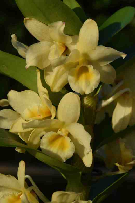 dendrobium yellow4