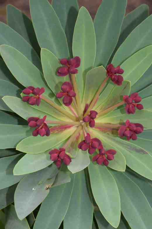 euphorbia atropurpurea