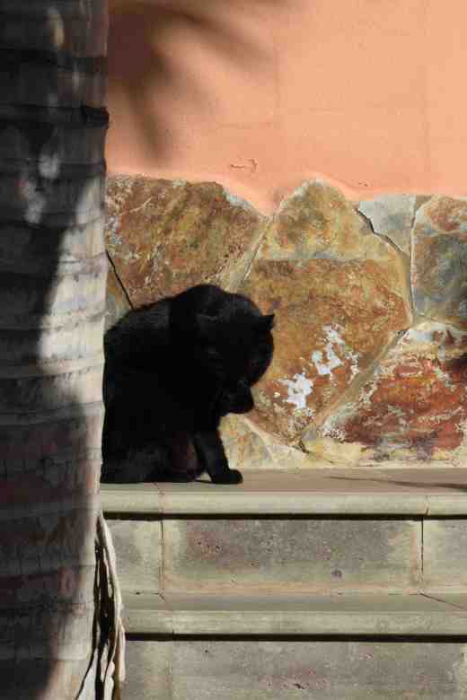 Even the cats are happy