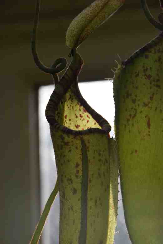 nepenthes