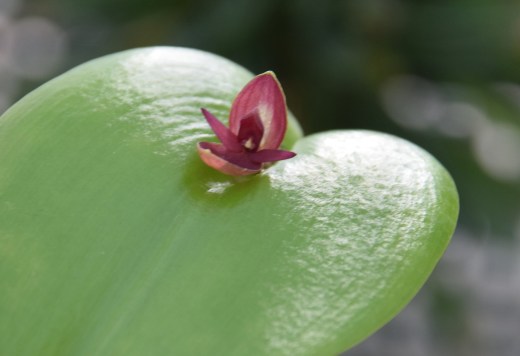 pleurothallis cardiothallis2