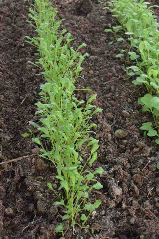 salad cress jan