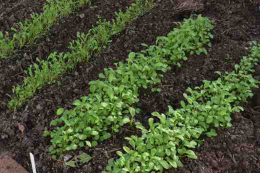 salad rocket jan2