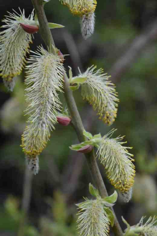 Salix canariensis