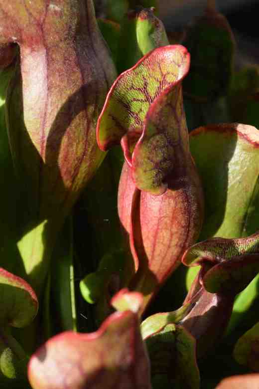 sarracenia