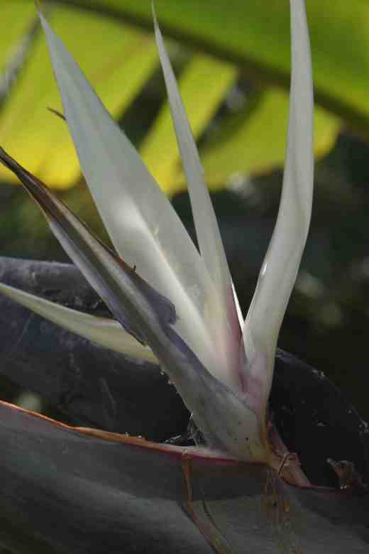 strelitzia nicolai