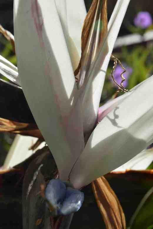 strelitzia nicolai2