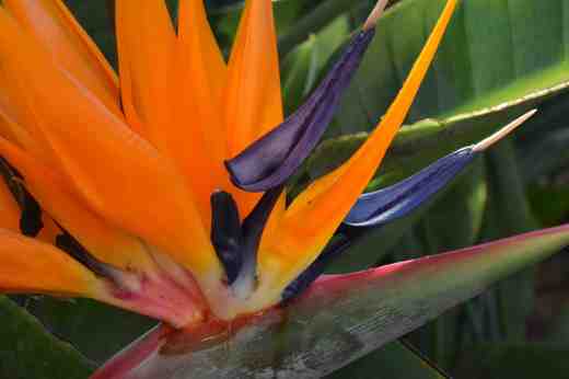 strelitzia reginae