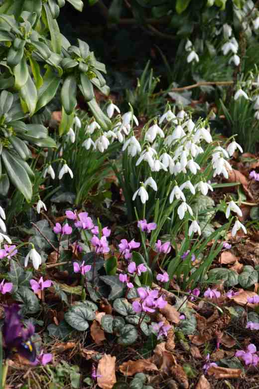 Galanthus nivalis and Cyclamen coum