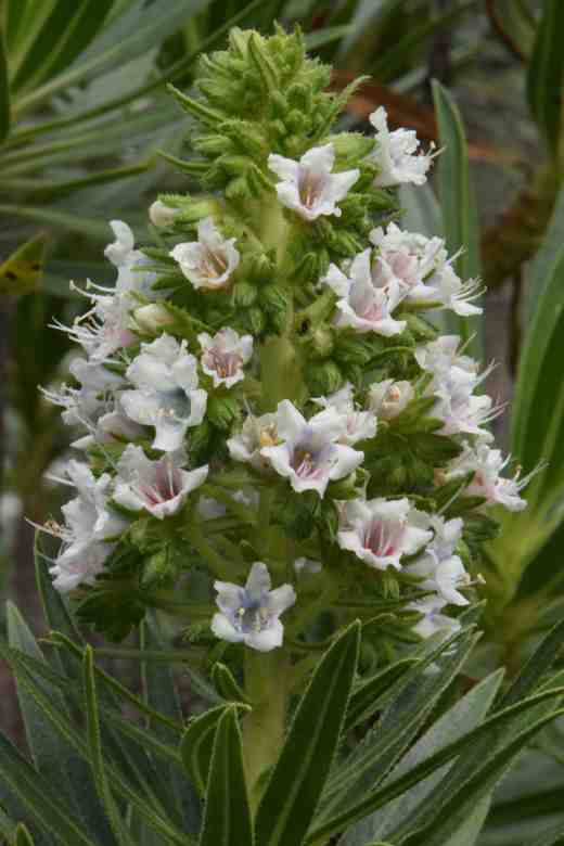echium decaisnei