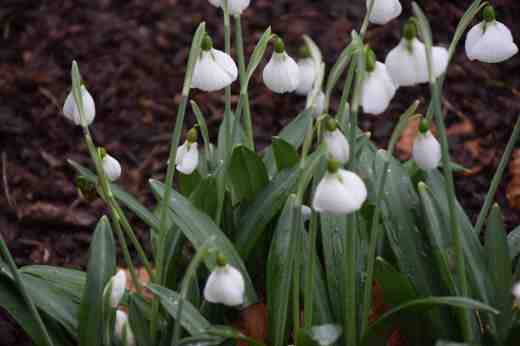 The amazing Galanthus 'Diggory'
