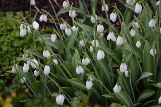 Galanthus 'Warley Bells' or maybe 'Warley Belles'