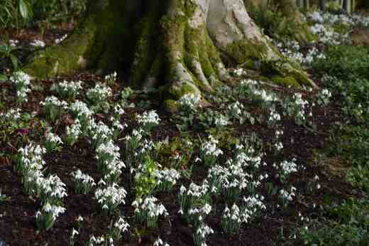 Galanthus nivalis, the common snowdrop, under the huge beech trees