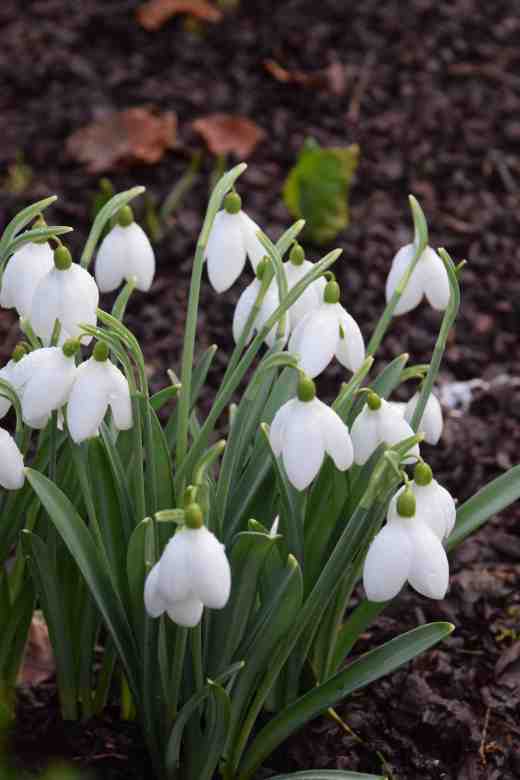 'Bertram Anderson' is reliable and deserving of a place in any snowdrop-lover's garden. It was found in the garden of the man of the same name soon after his death in 1971 when Chris Brickell visited the garden and selected it for naming because of its large flower and vigour. It has broad, greyish leaves and large, rounded flowers of heavy texture. It grows well and the stems hold the heavy flowers above the soil well. 