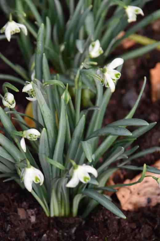 'Blewbury Tart' is one of those love-or-hate snowdrops. It was introduced by Alan Street of Avon bulbs and discovered in Blewbury, Oxon and has nothing to do with blueberries! The double flowers tend to face upwards. 