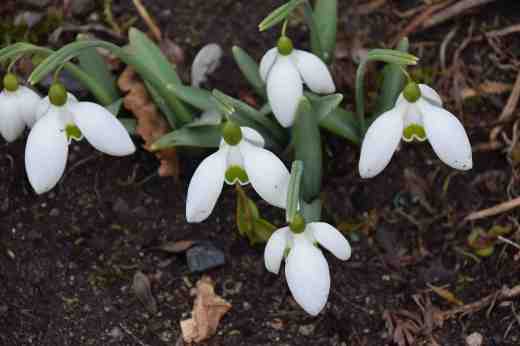 'Dodo Norton' is a tiny giant! It is in the 'Mighty Atom' Group with its small stature and big flowers. It was discovered in the Ditch Garden at Lambrook Manor, the garden made famous by the late Margery Fish and it was named after the wife of the owner at the time. 