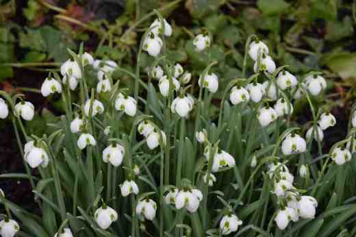 'Hippolyta' is one of the 'Greatorex' hybrids. These were raised in Brundall, Norfolk, UK. Brundall is better known for the mint which bears its name, being the preferred variety used in mint sauce by the locally based mustard company! I always assumed that 'greatorex' was either a place or some sort of description of the plants but it was actually the name of the raiser. But no, it was the spendidly named Heyrick Greatorex. Although a commissioned officer in WW1 he later became reclusive and devoted some time to breeding snowdrops in the 1940s, corssing the common double snowdrop with Galanthus plicatus. His double snowdrops, all named after Shakespearean characters, have stood the test of time and are large, strong-growing and great garden plants.