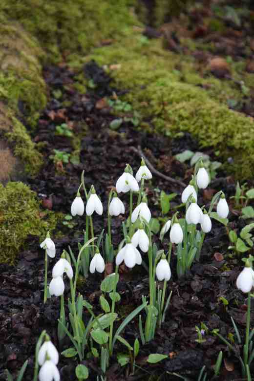 Galanthus 'Lerinda'