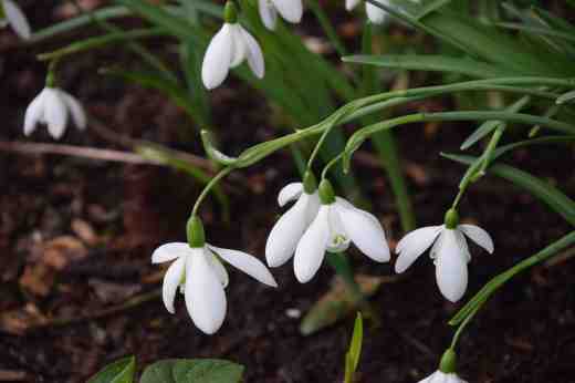 'Mrs Thompson' is a famous snowdrop that is always ready with a surprise because the flowers can have just three or up to seven outer petals. Or it can have two, or one and a half, flowers on the one stem. It was discovered by Mrs Thompson in Escrick, York, UK in 1950. 