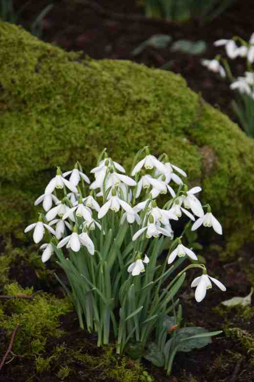 Galanthus nivalis