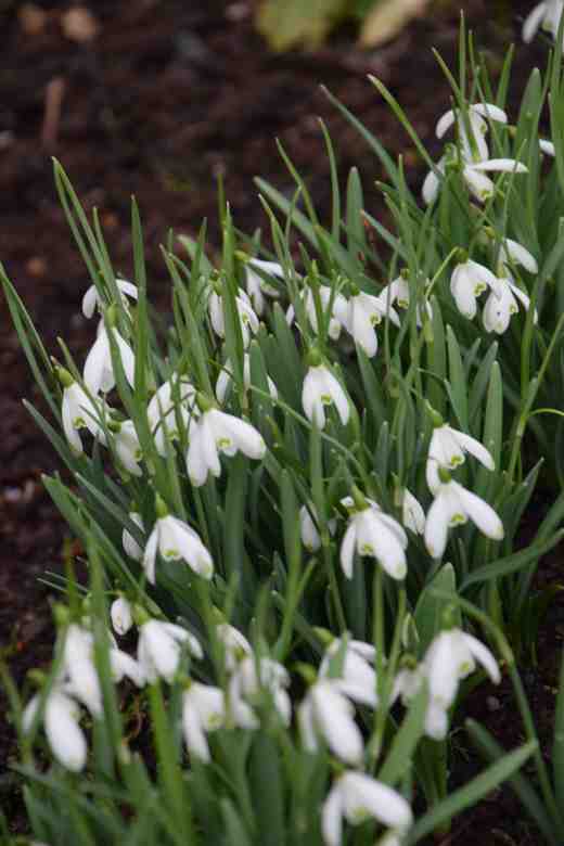 'Scharlockii' is another of my favourites (which I admit tend to be those that are hard to get mixed up!). It is a G. nivalis with green tips to the outer petals and the spathe is extended and split into two 'donkey ears'. Apparently it was found by a John Scharlock in 1818 in the Rhine Valley in Germany. 